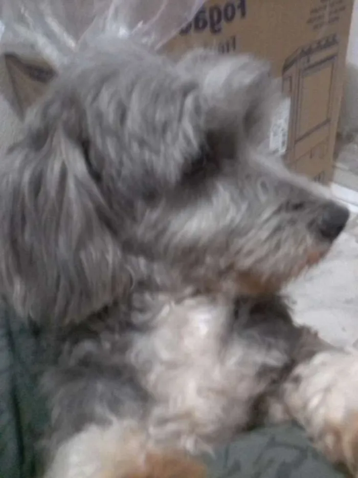 Cachorro raça Mestiça  idade 4 anos nome Anitta