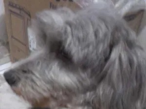 Cachorro raça Mestiça  idade 4 anos nome Anitta