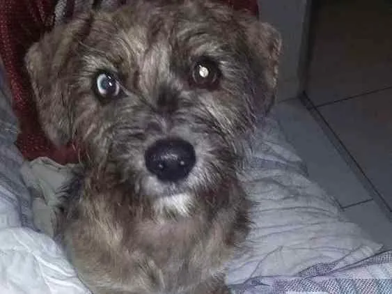 Cachorro ra a também não sei que raça é  idade 2 a 6 meses nome não sei