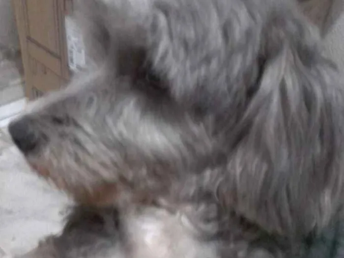 Cachorro raça Mestiça  idade 4 anos nome Anitta