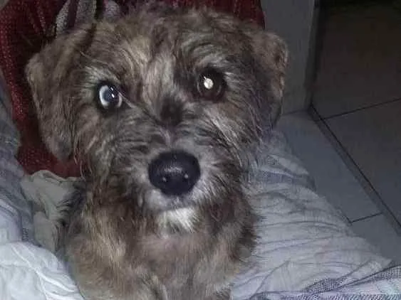 Cachorro ra a também não sei que raça é  idade 2 a 6 meses nome não sei