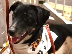 Cachorro raça SRD idade  nome Biel