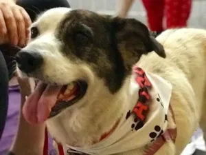 Cachorro raça SRD idade  nome Diana