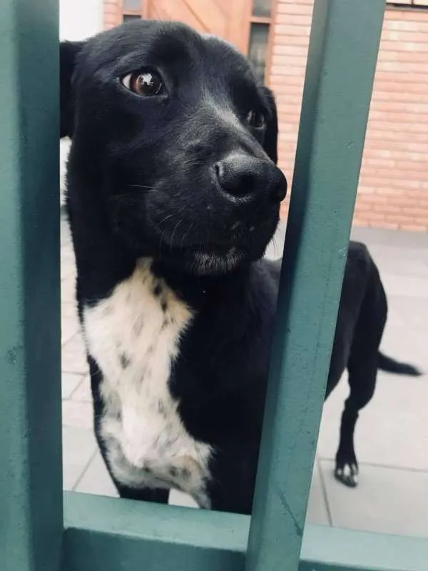 Cachorro ra a srd idade 1 ano nome Petinha