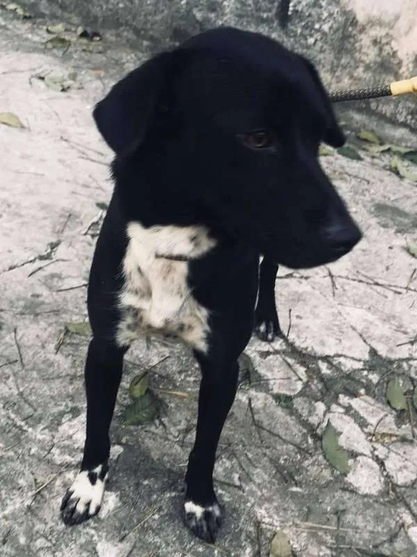 Cachorro ra a srd idade 1 ano nome Petinha