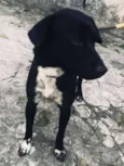 Petinha