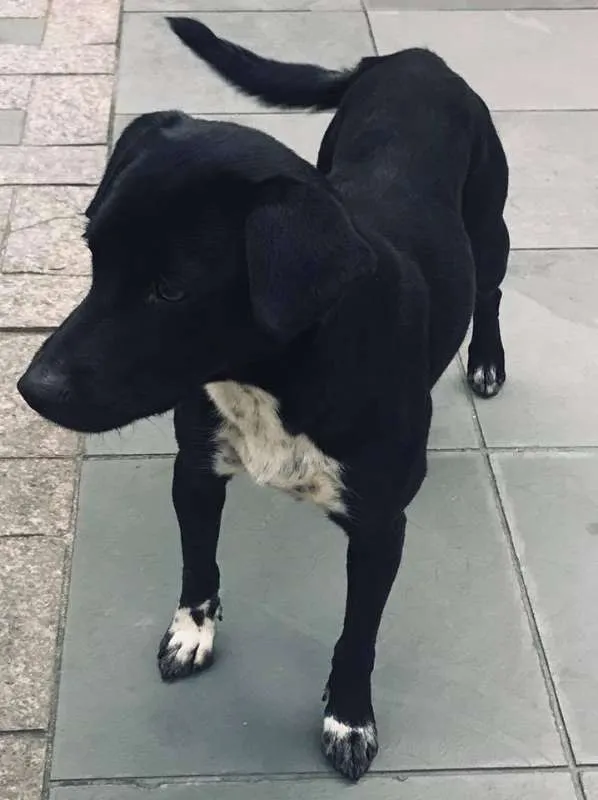 Cachorro ra a srd idade 1 ano nome Petinha