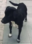 Petinha