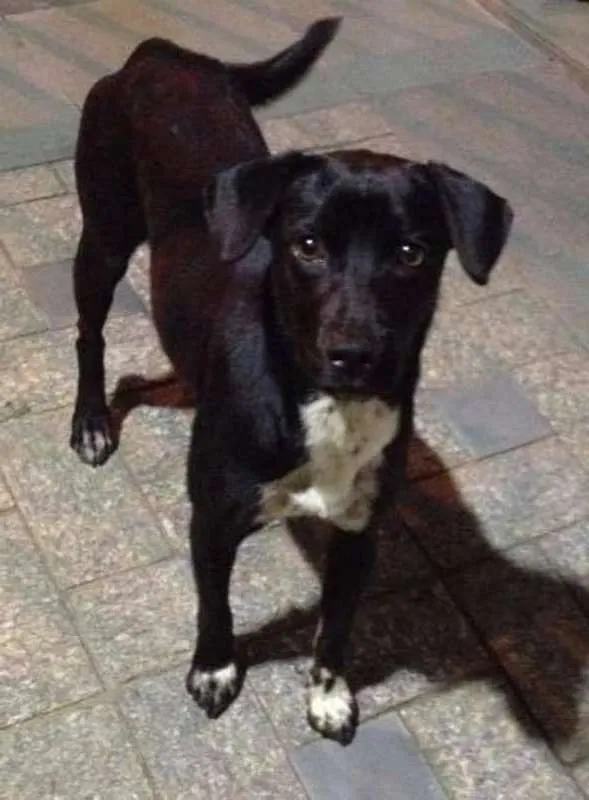 Cachorro ra a srd idade 1 ano nome Petinha