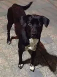 Petinha