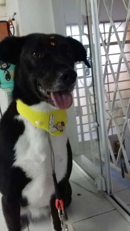 Cachorro raça Srd idade 2 anos nome Paola 