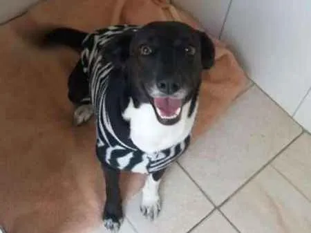 Cachorro raça Srd idade 2 anos nome Paola 