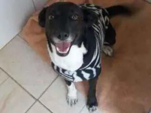Cachorro raça Srd idade 2 anos nome Paola 