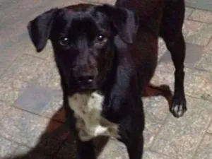 Cachorro raça srd idade 1 ano nome Petinha