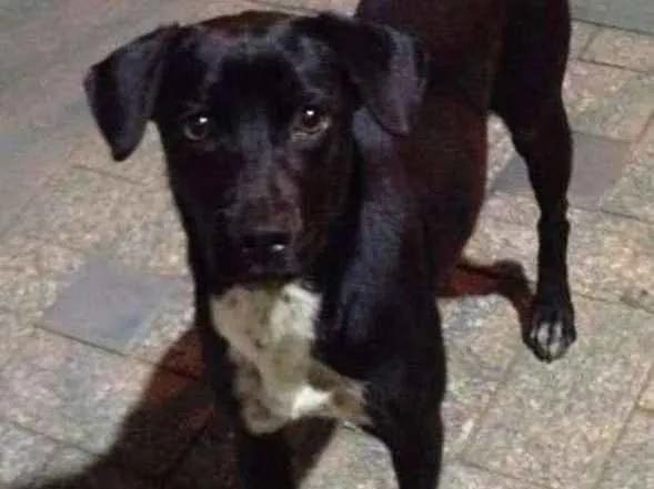 Cachorro ra a srd idade 1 ano nome Petinha