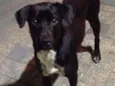 Petinha