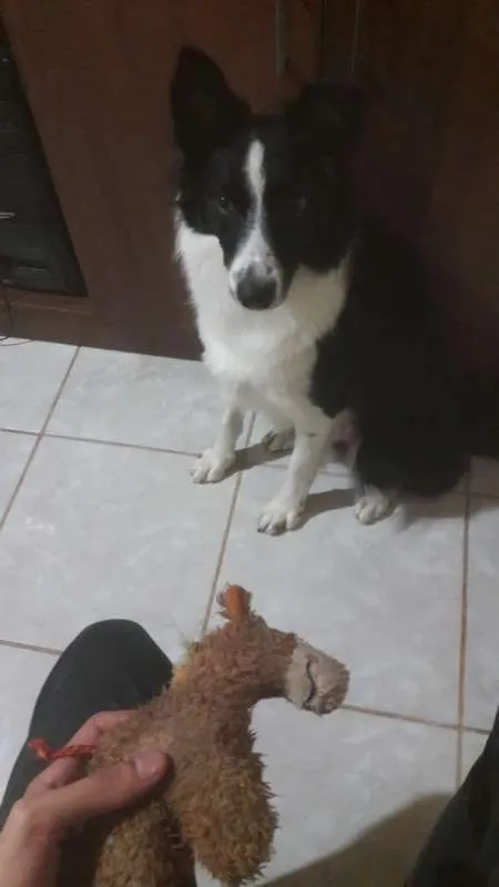 Cachorro ra a Border Collie idade 7 a 11 meses nome Savana