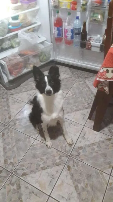 Cachorro ra a Border Collie idade 7 a 11 meses nome Savana
