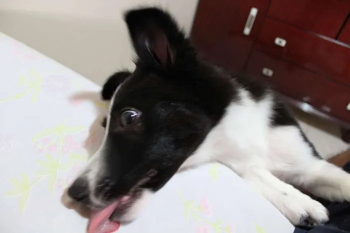 Cachorro ra a Border Collie idade 7 a 11 meses nome Savana
