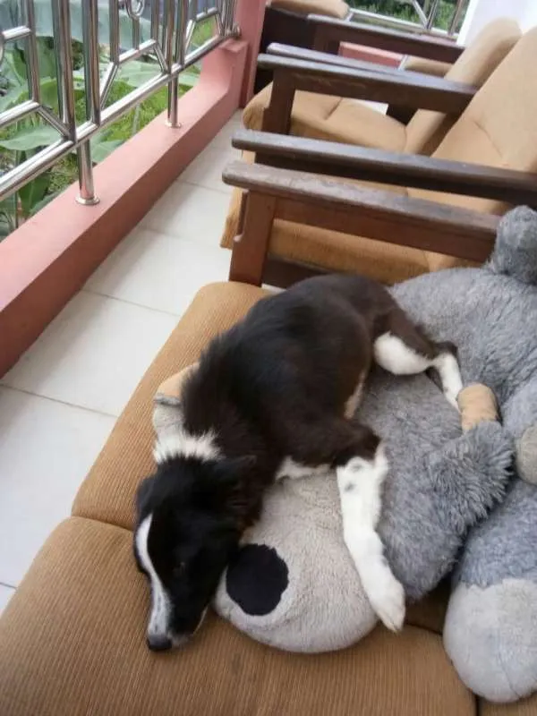 Cachorro ra a Border Collie idade 7 a 11 meses nome Savana