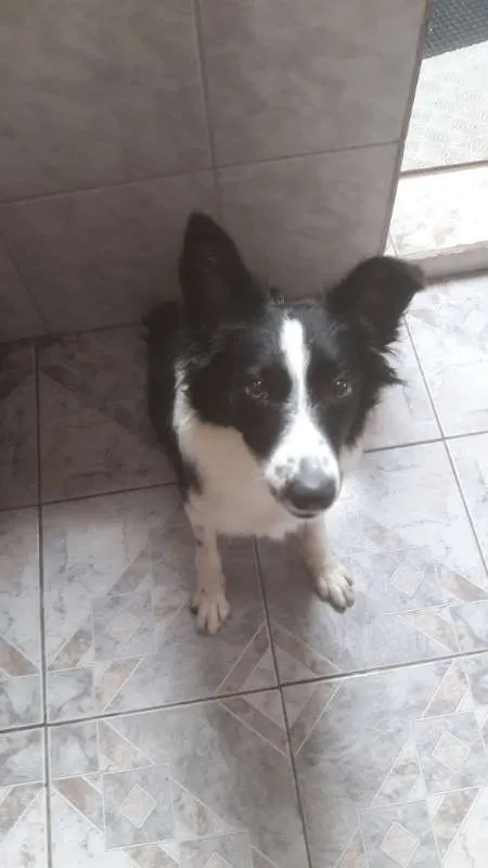 Cachorro ra a Border Collie idade 7 a 11 meses nome Savana