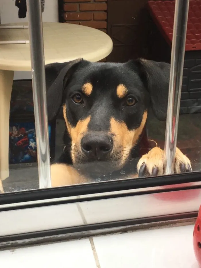 Cachorro ra a Mestiço rottweiler  idade 7 a 11 meses nome Hulk