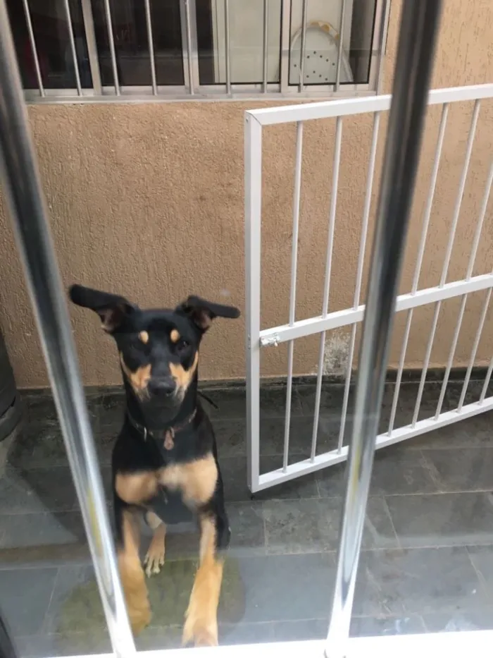 Cachorro ra a Mestiço rottweiler  idade 7 a 11 meses nome Hulk