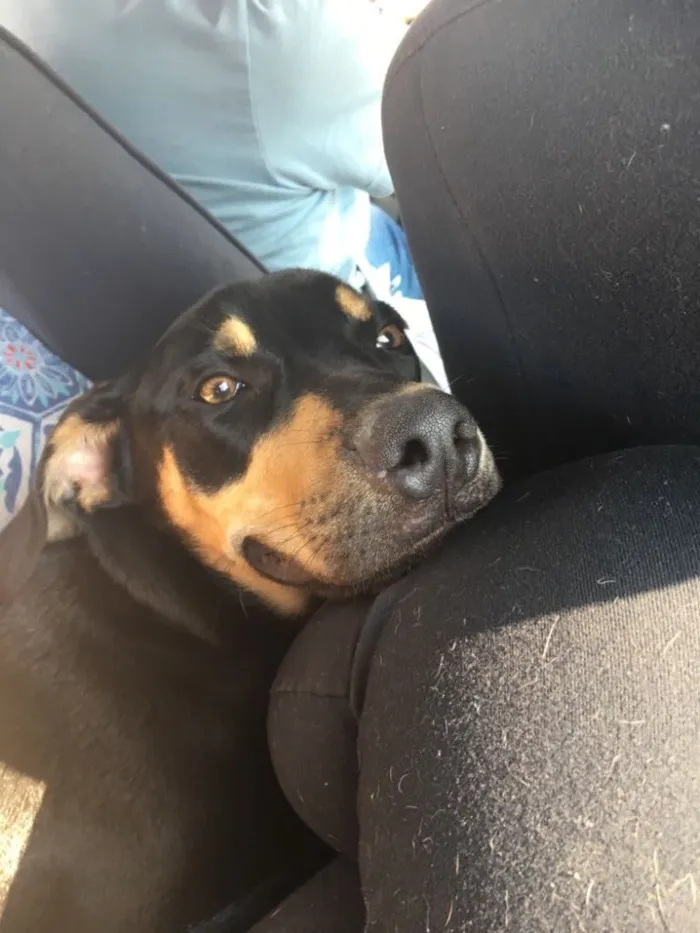 Cachorro ra a Mestiço rottweiler  idade 7 a 11 meses nome Hulk