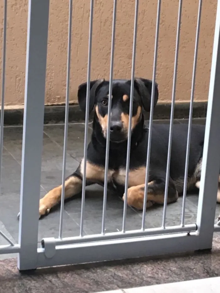 Cachorro ra a Mestiço rottweiler  idade 7 a 11 meses nome Hulk