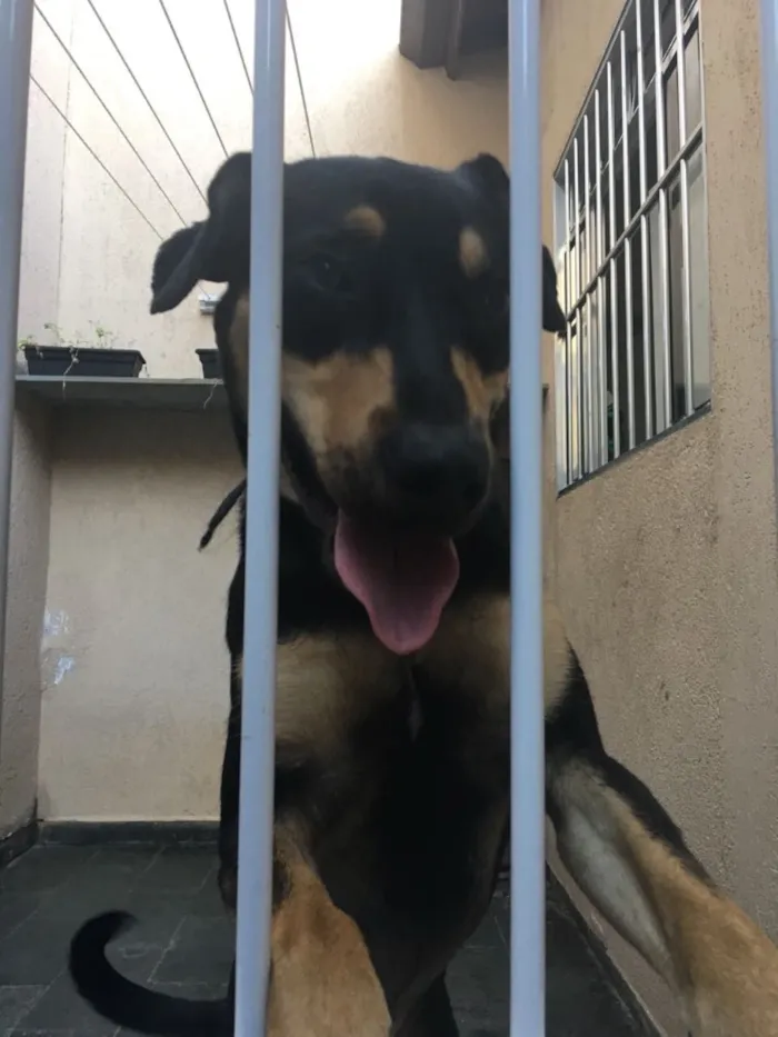 Cachorro ra a Mestiço rottweiler  idade 7 a 11 meses nome Hulk