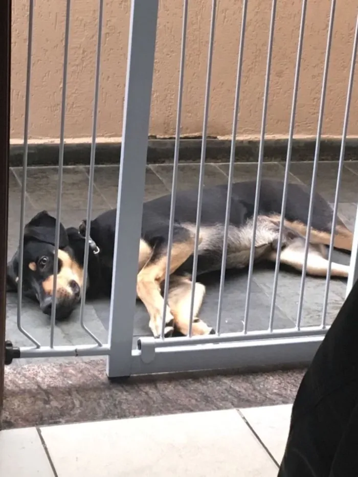 Cachorro ra a Mestiço rottweiler  idade 7 a 11 meses nome Hulk