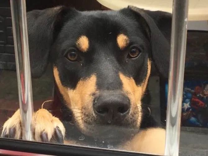 Cachorro ra a Mestiço rottweiler  idade 7 a 11 meses nome Hulk