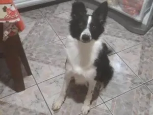 Cachorro raça Border Collie idade 7 a 11 meses nome Savana