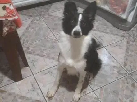 Cachorro ra a Border Collie idade 7 a 11 meses nome Savana