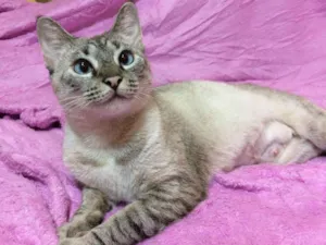 Gato raça SRD idade 2 a 6 meses nome Catarina