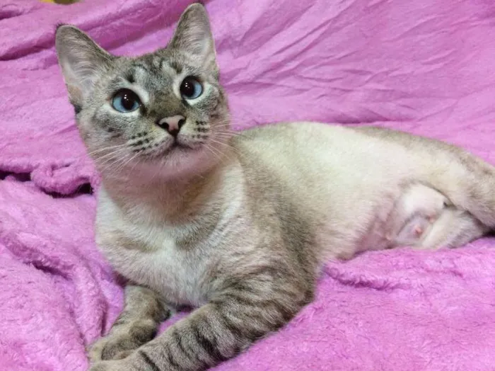 Gato ra a SRD idade 2 a 6 meses nome Catarina