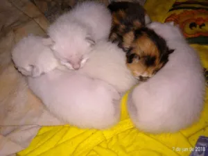 Gato raça Não se aplica idade Abaixo de 2 meses nome Gatas