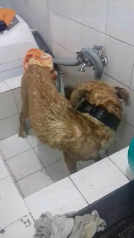 Cachorro ra a Vira Lata idade 2 anos nome Haddad