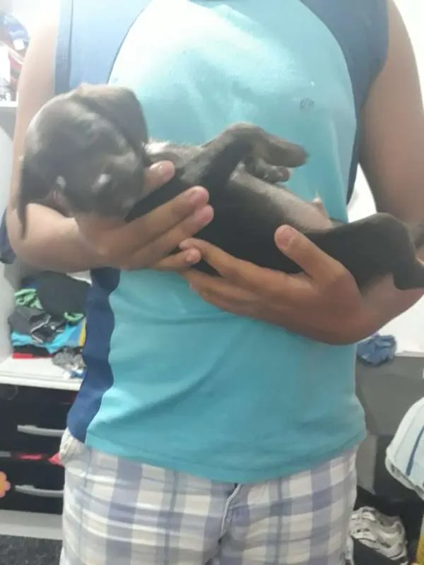 Cachorro ra a Viralatinha idade Abaixo de 2 meses nome Não tem
