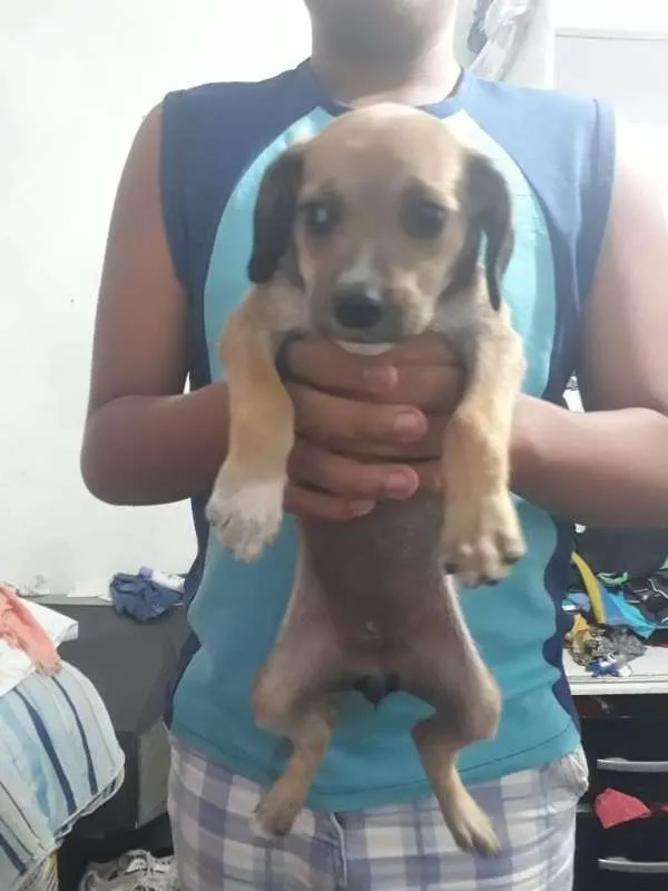 Cachorro ra a Viralatinha idade Abaixo de 2 meses nome Não tem
