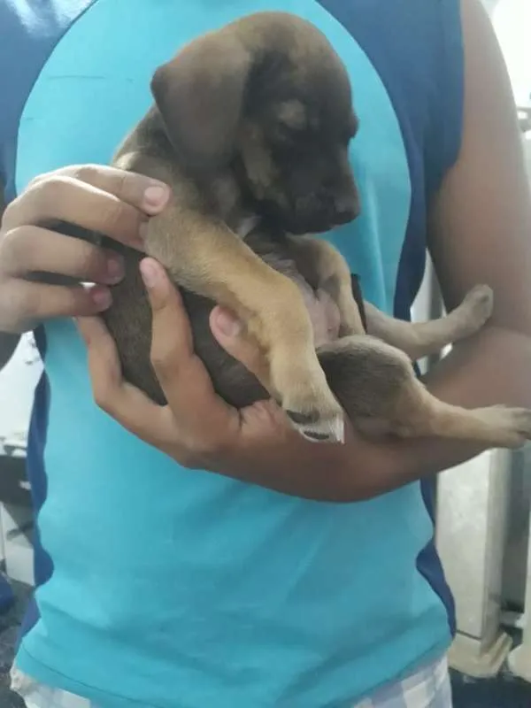Cachorro ra a Viralatinha idade Abaixo de 2 meses nome Não tem
