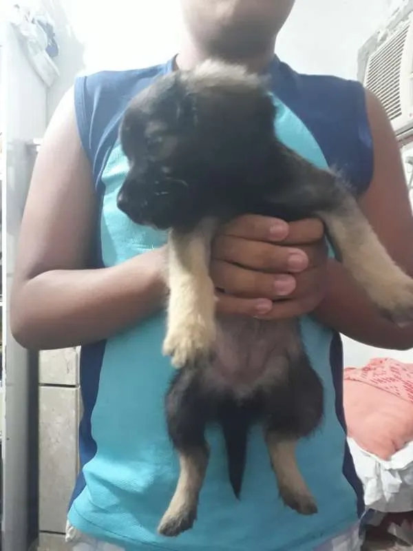 Cachorro ra a Viralatinha idade Abaixo de 2 meses nome Não tem