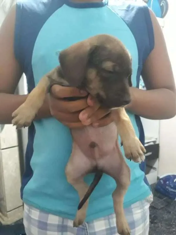 Cachorro ra a Viralatinha idade Abaixo de 2 meses nome Não tem