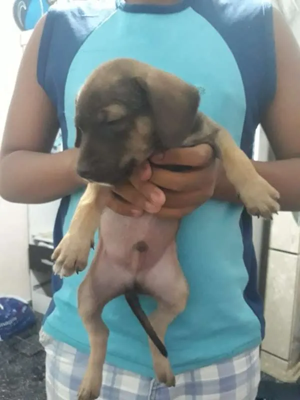 Cachorro ra a Viralatinha idade Abaixo de 2 meses nome Não tem