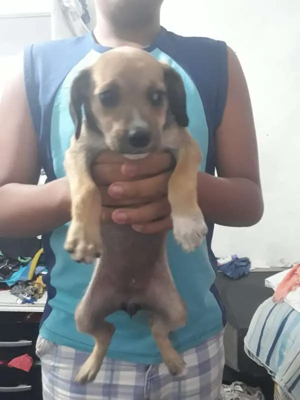 Cachorro ra a Viralatinha idade Abaixo de 2 meses nome Não tem