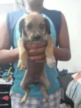 Não tem