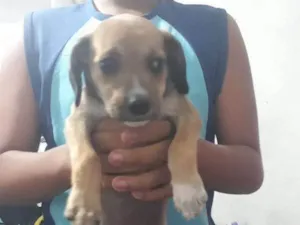 Cachorro raça Viralatinha idade Abaixo de 2 meses nome Não tem