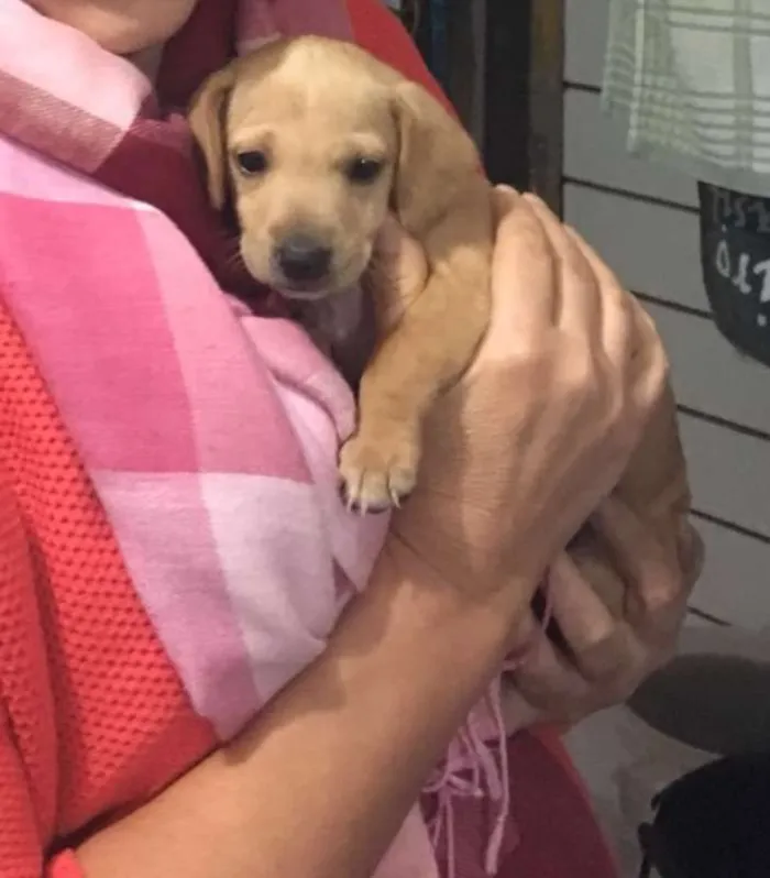 Cachorro ra a Indefinida idade 2 a 6 meses nome Muffin
