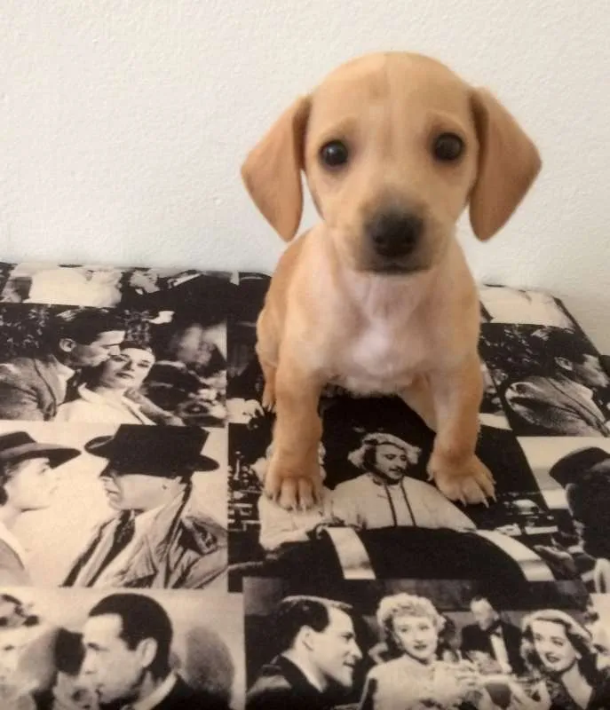 Cachorro ra a Indefinida idade 2 a 6 meses nome Muffin