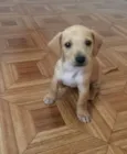 Muffin